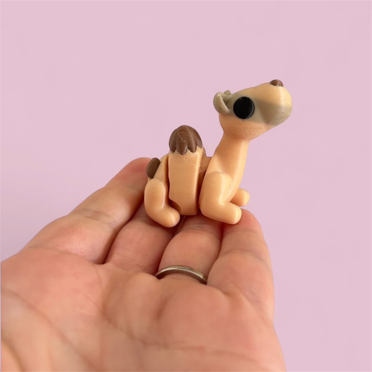 camel and cactus home